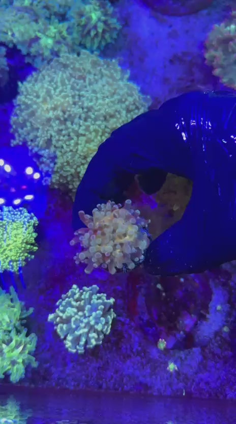 Galaxy para (Euphyllia paradivisa)