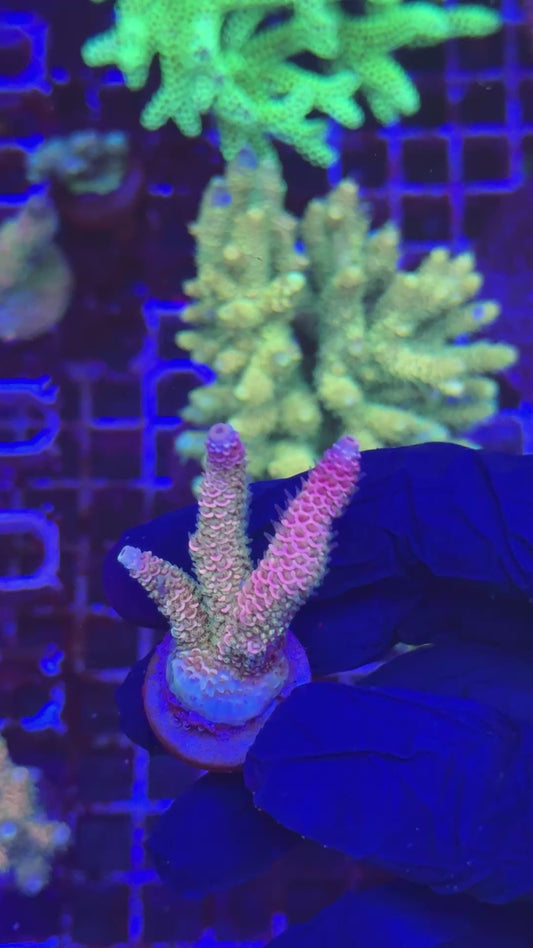 Ultra rainbow milly frag (Acropora millepora)