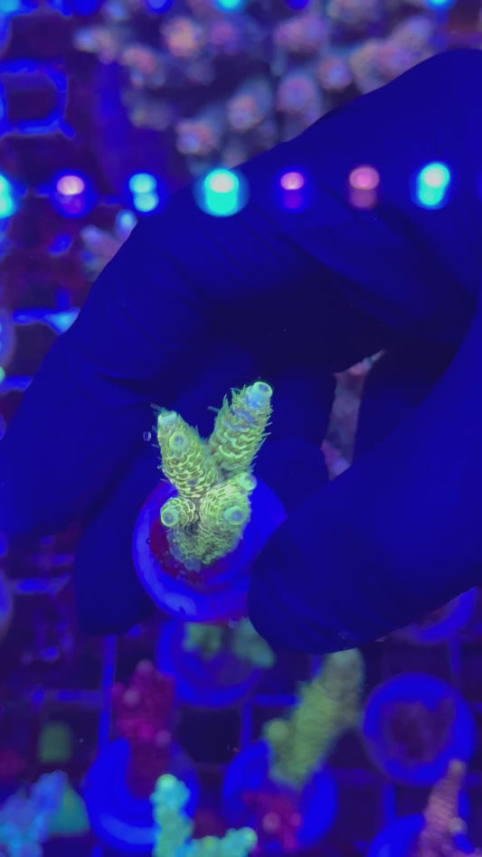 Yellow milly frag (Acropora millepora)