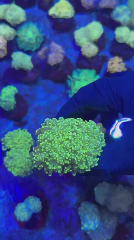 Gold yaeya (Euphyllia yaeyamaensis)