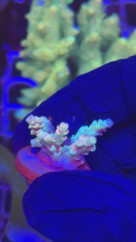 Ultra red polyps tenuis frag (Acropora tenuis)