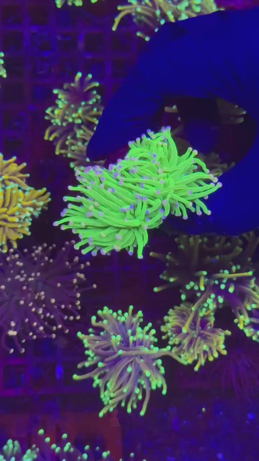 Harlequin torch 2h (Euphyllia glabrescens)