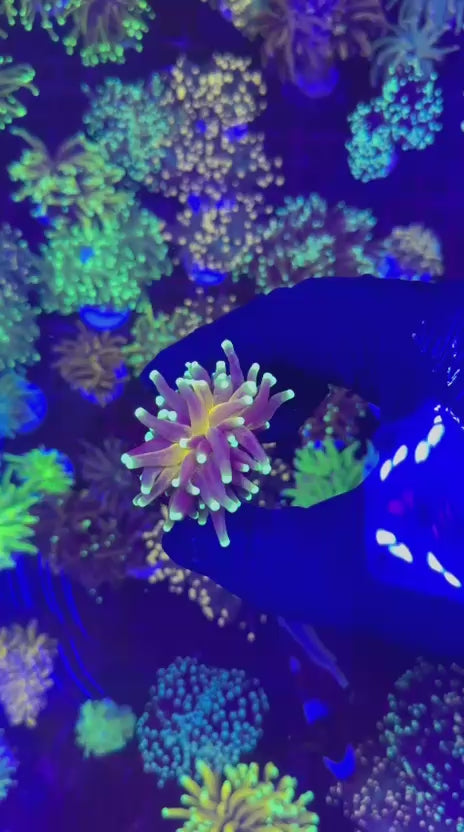Tiger 2.0 torch (Euphyllia glabrescens)