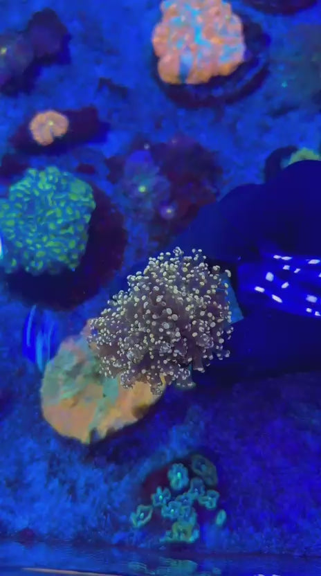 Ultra Orange para (Euphyllia paradivisa)