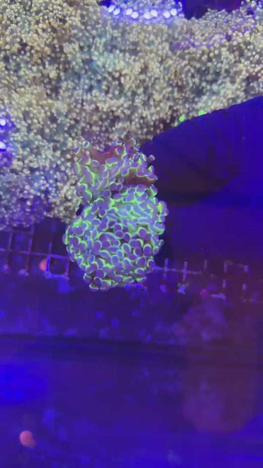 Hologram hammer (Euphyllia paraancora)