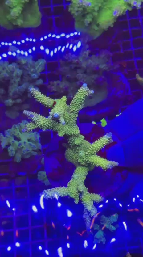 Acropora papillare colony evergreen
