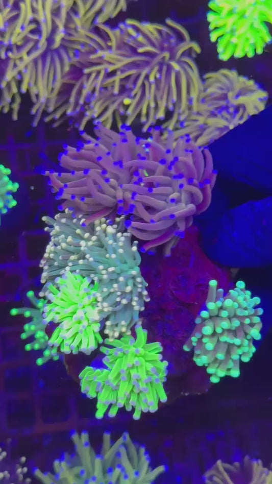 Torch garden mix (Euphyllia glabrescens)