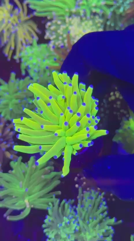 CC MANCINI GRAIL Torch (Euphyllia glabrescens)