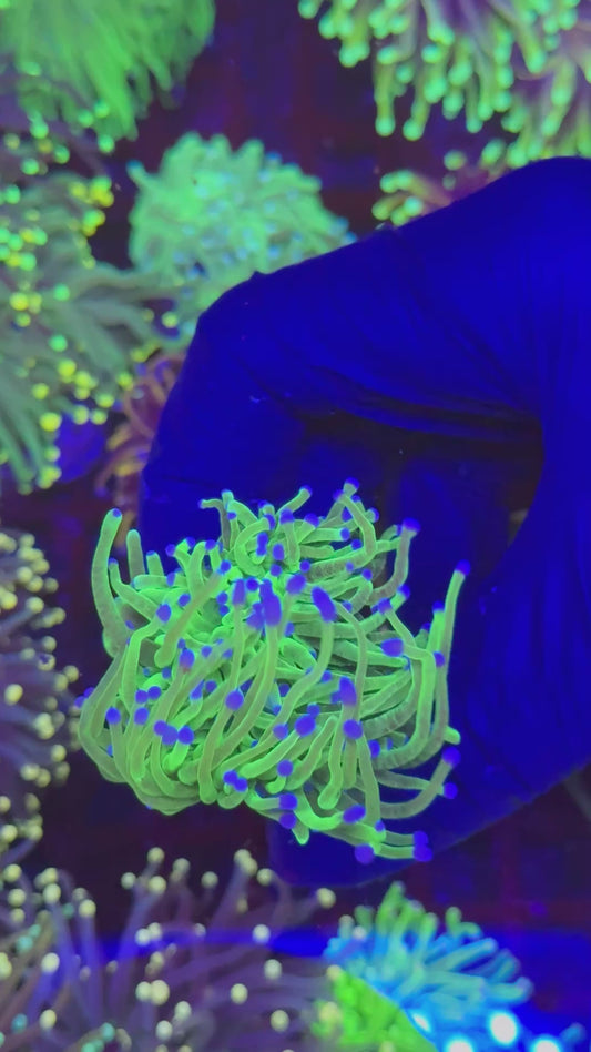 Ultra Blueberry torch (Euphyllia glabrescens)