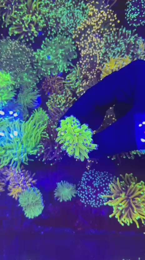 CC mancini 24k torch (Euphyllia glabrescens)