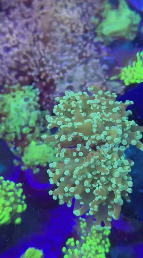 Green lantern para (Euphyllia paradivisa)