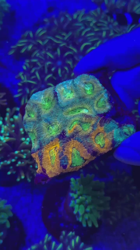 Acanthastrea echinata chimera