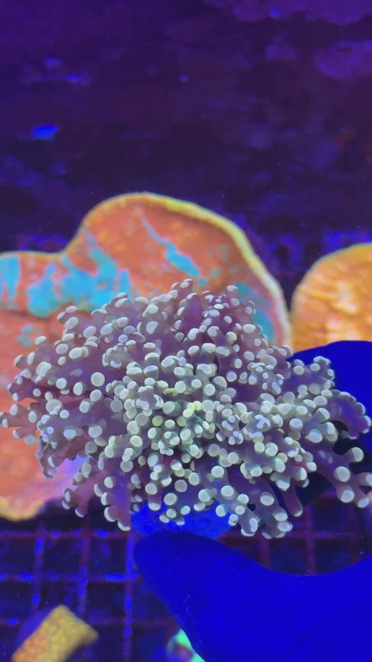 Orange frogspawn ( Euphyllia paradivisa )