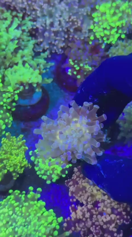 Eclipse para (Euphyllia paradivisa)