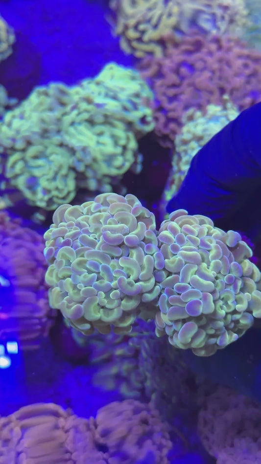 Shining hammer ( Euphyllia paraancora )