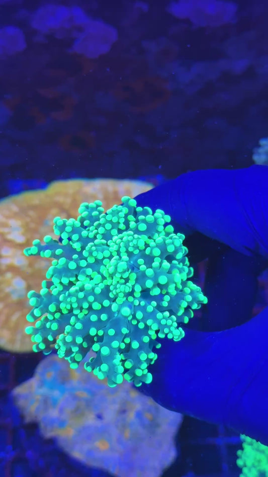 Gold frogspawn ( Euphyllia paradivisa )