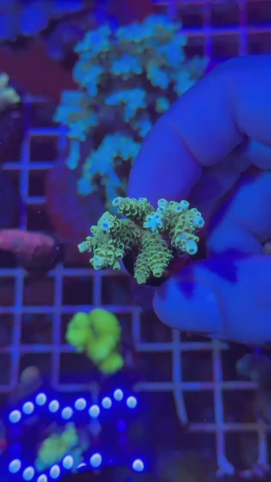 Green rush hyaci ( Acropora hyacinthus )