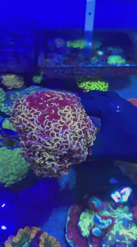 Orange Blue Hammer (Euphyllia ancora)