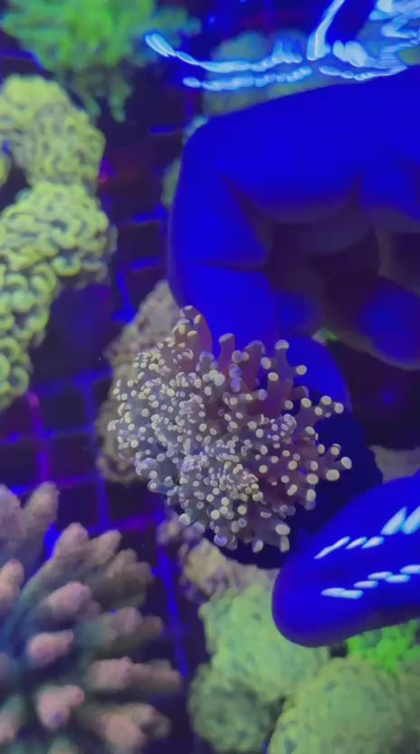 Ultra Orange para (Euphyllia paradivisa)