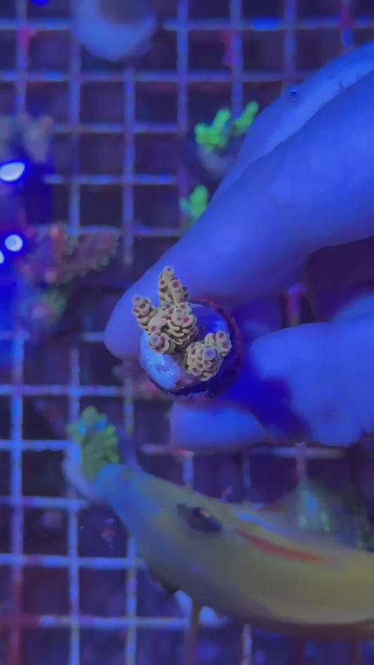 Papaya selago ( Acropora selago )