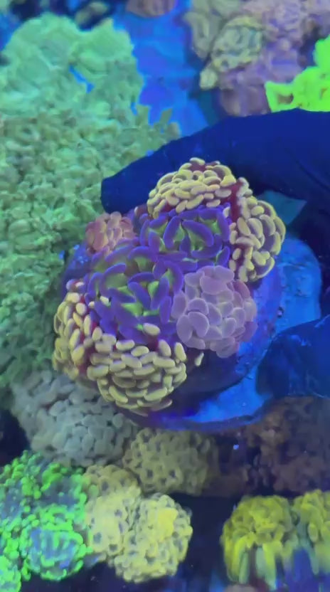 Hammer Garden (Euphyllia paraancora)