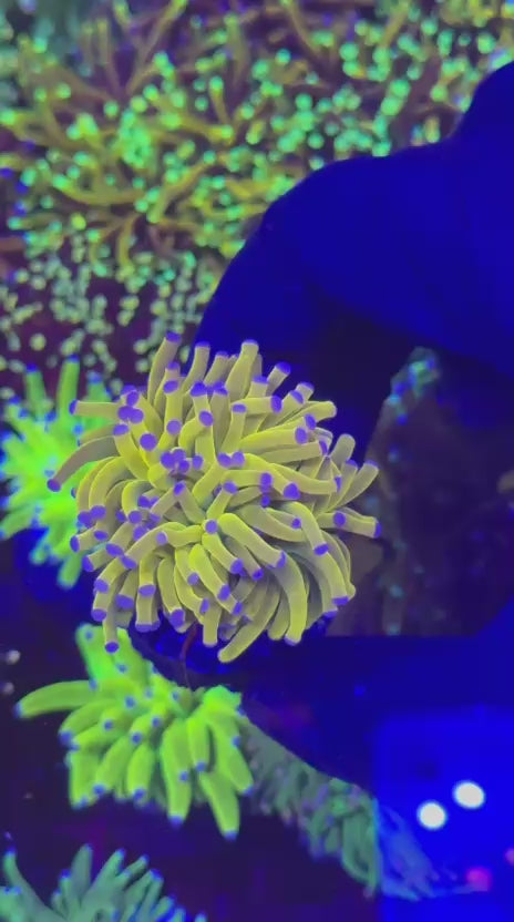 Ultra Yellow Banana torch (Euphyllia glabrescens)