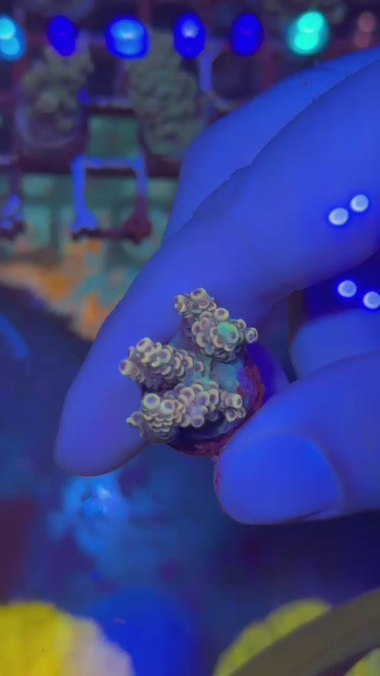 Rainbow milly ( Acropora millepora )