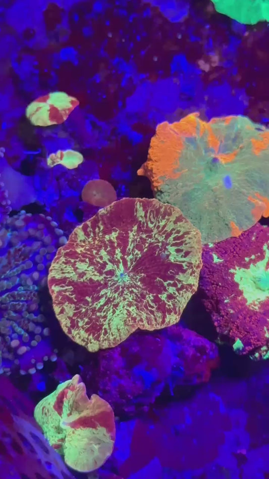 Electus jawbreaker mushroom