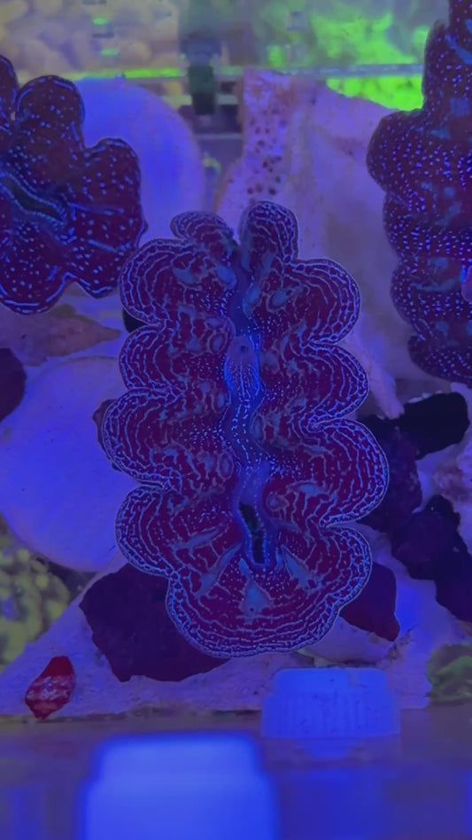 Tridacna crocea Super Blue