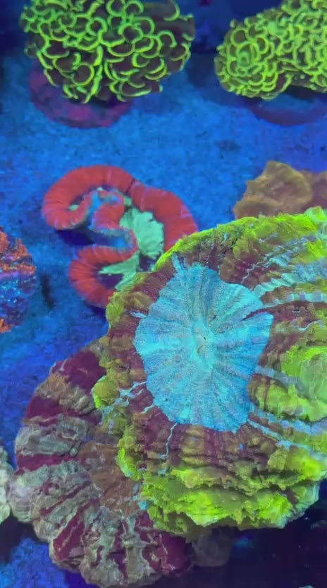 Ultra Bicolor Acantho (Acanthophyllia deshayesiana)