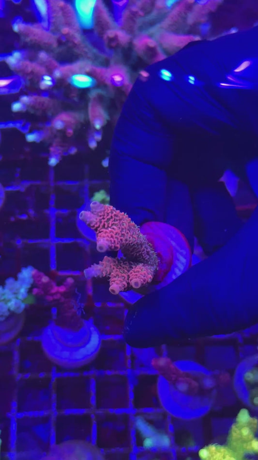 Yeti pink milly frag (Acropora millepora)