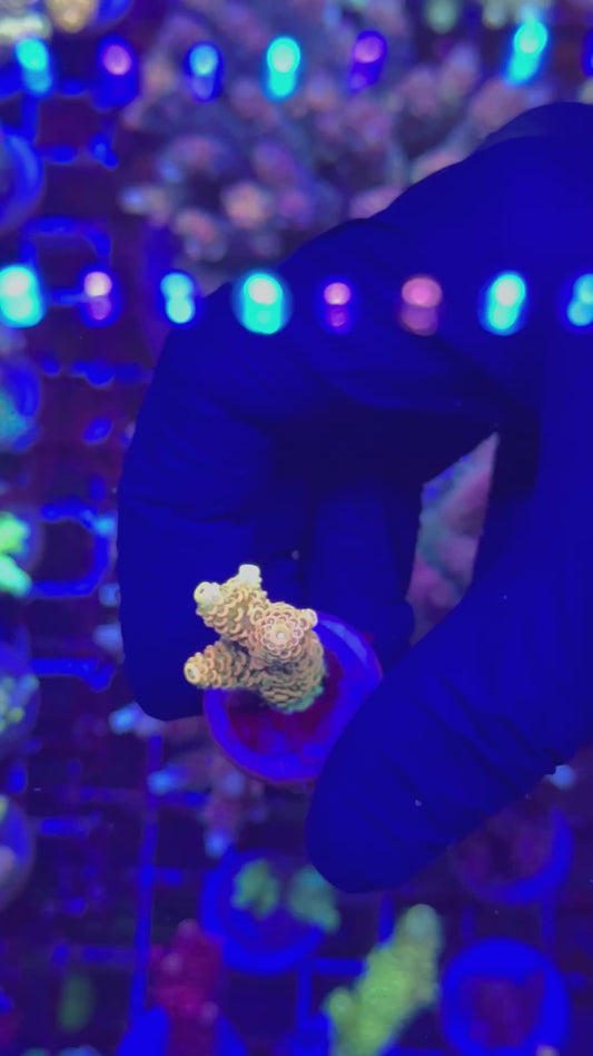 Orange passion milly Frag (Acropora millepora)