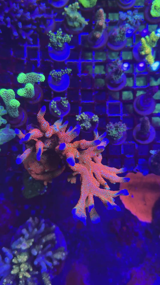 CTO Forest Fire Frag