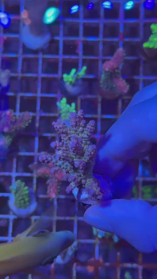 Blueberry selago ( Acropora selago )