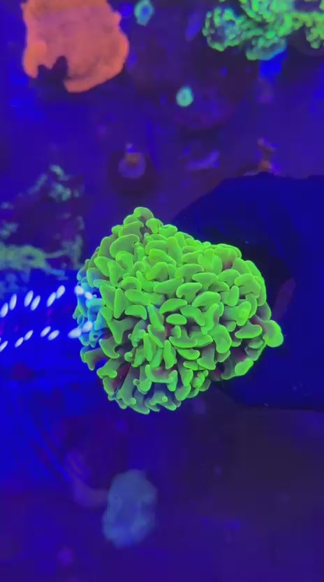 Toxic green Aussie hammer (Euphyllia paraancora)