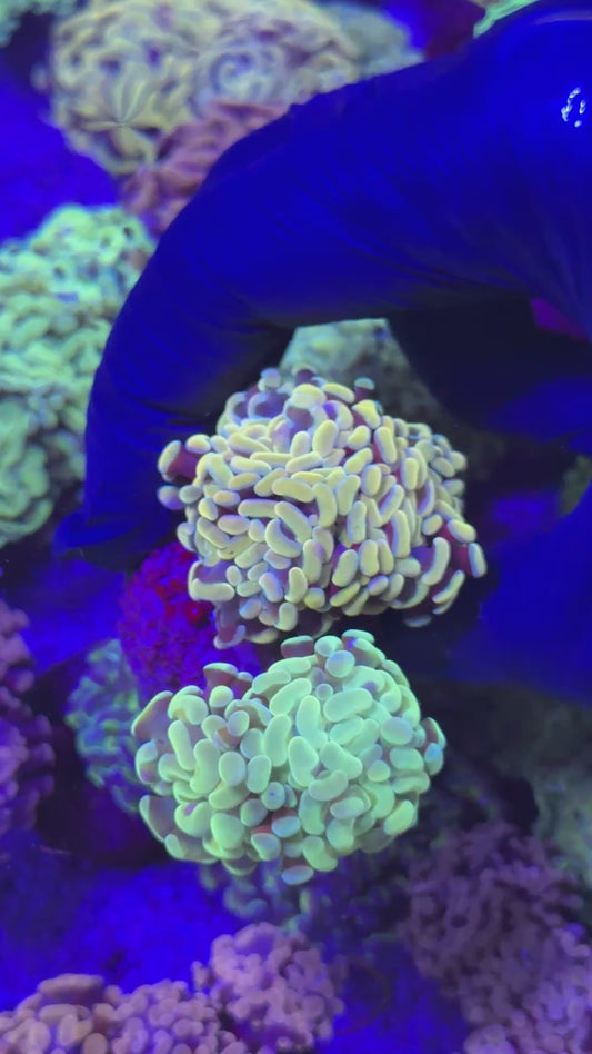 hammer combo ( Euphyllia paraancora )