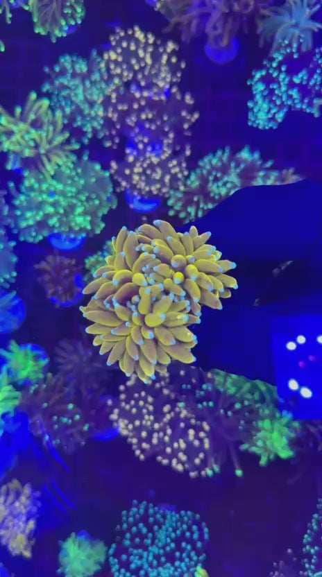 Yellow Banana torch (Euphyllia glabrescens)