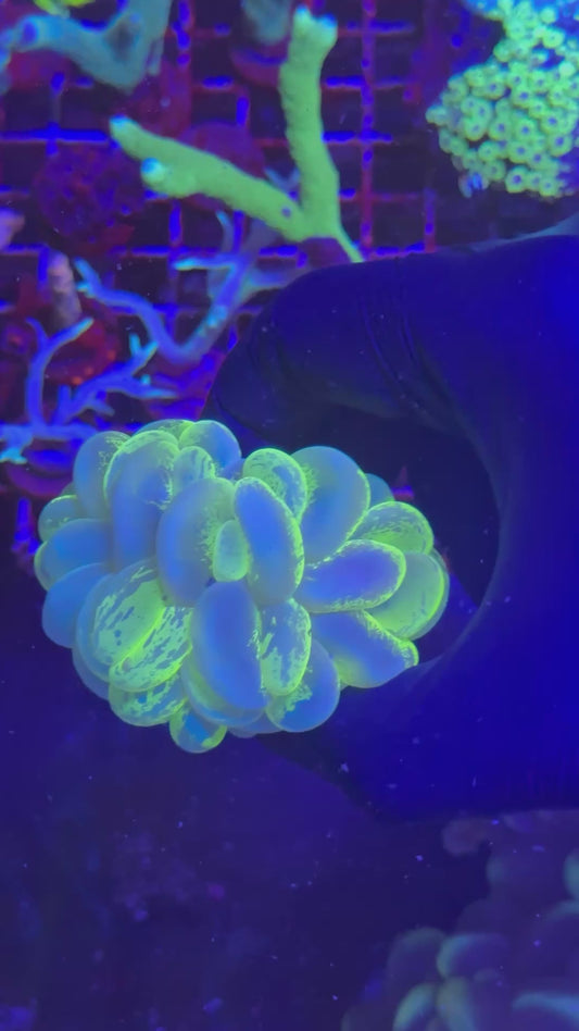 Grafted Plerogyra sinuosa