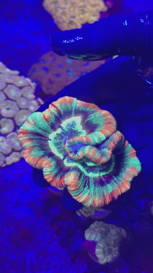 Orange rim Trachyphyllia