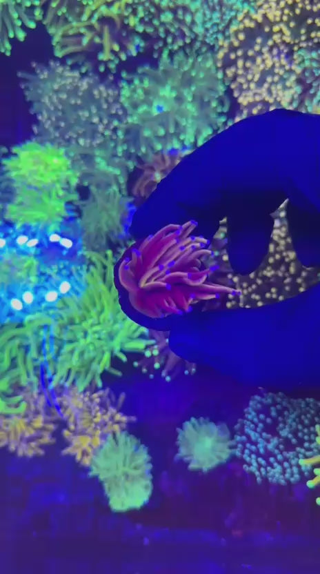 24k gold torch (Euphyllia glabrescens)