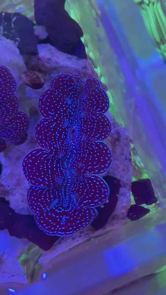 Tridacna crocea Super Blue