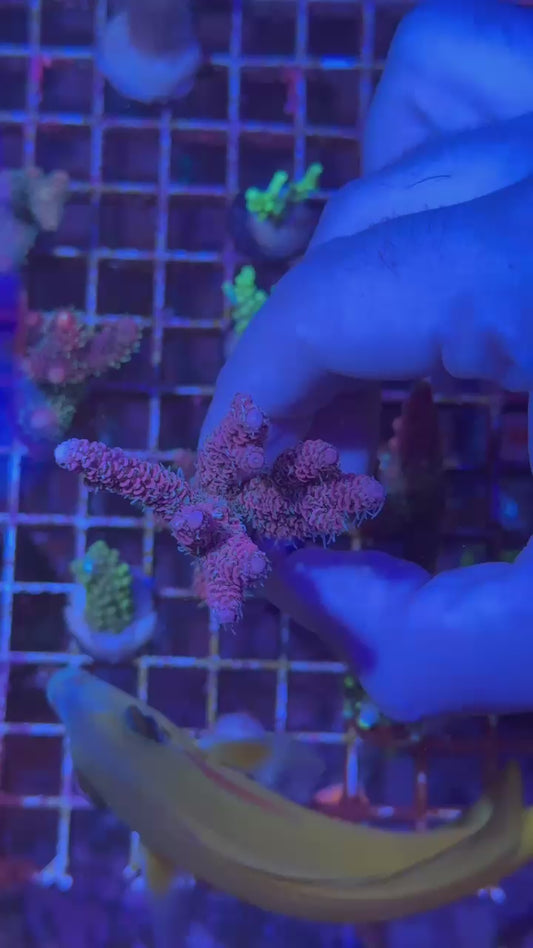 Phantom milly ( Acropora millepora )
