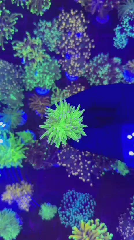 Malaysian cotton candy torch (Euphyllia glabrescens)