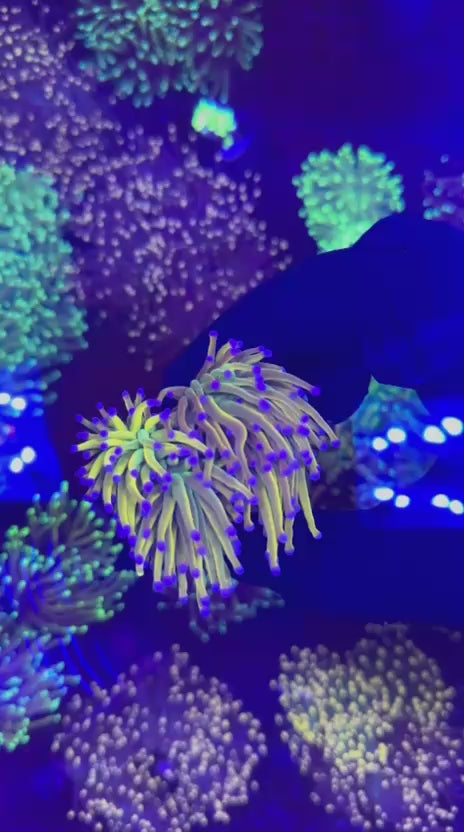 TSA Holy grail torch (Euphyllia glabrescens)
