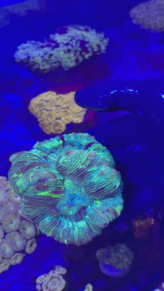 Light Blue Trachyphyllia