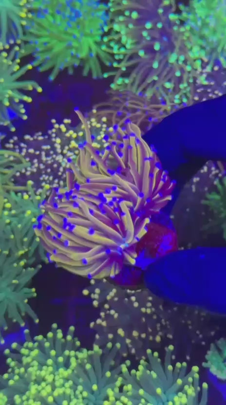 Ultra 24k gold Torch (Euphyllia glabrescens)