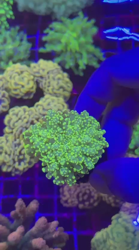 Gold yaeya (Euphyllia yaeyamaensis)