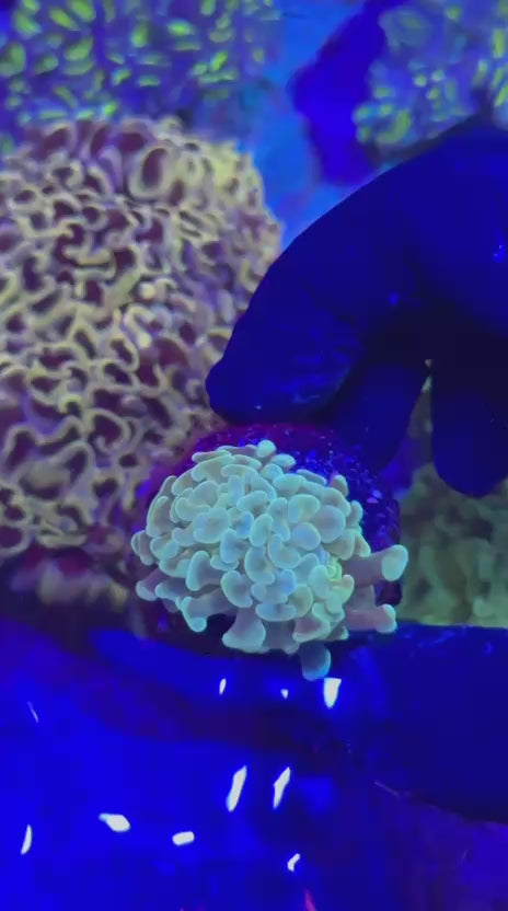 Light green Hammer (Euphyllia paraancora)