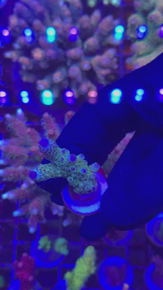 Ultra blue tips Frag (Acropora sp.)