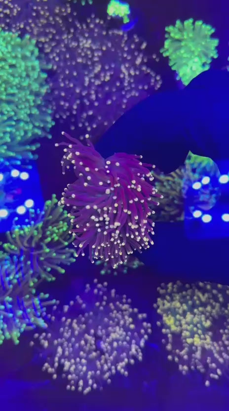 Joker torch (Euphyllia glabrescens)